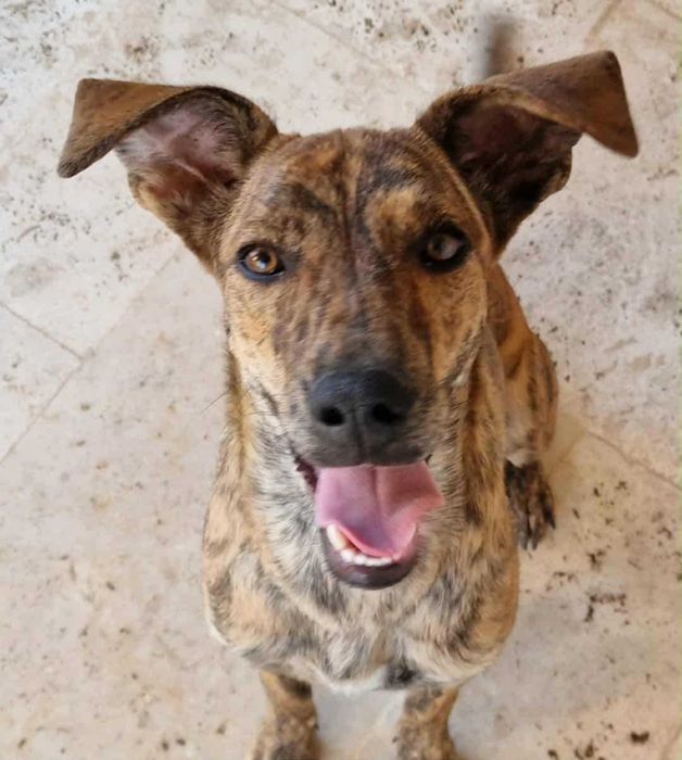 Câine găsit – caută o nouă familie!