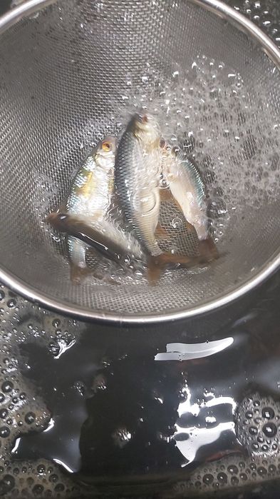 Живец 24/7  ЧЕБАК карась  КРУГЛОСУТОЧНО живцы плотва