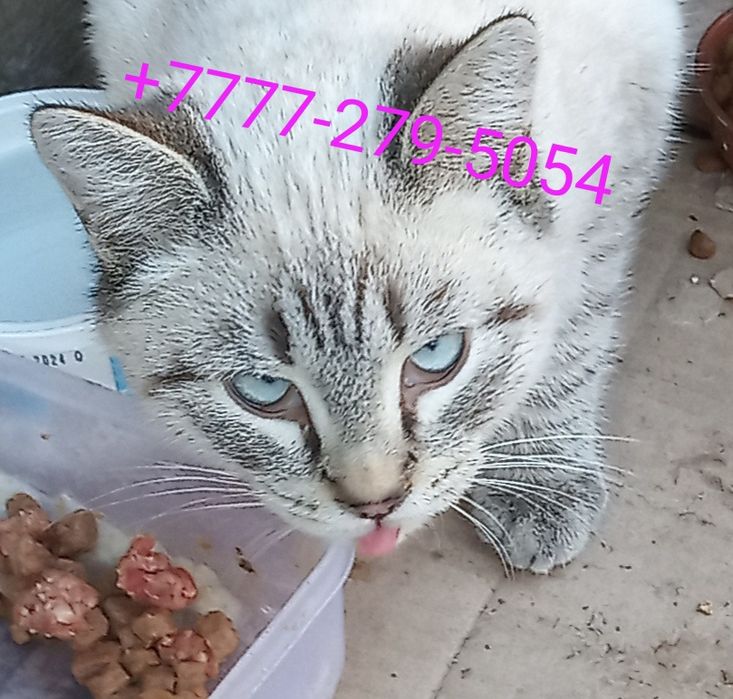 Красивые сиамские котята