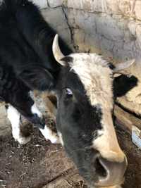 Корова 2.5 года Ğunojin 2.5 yoshli
