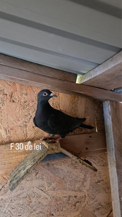 Vand porumbei voiajori