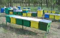Vând urgent 30 familii albine in stupi verticali