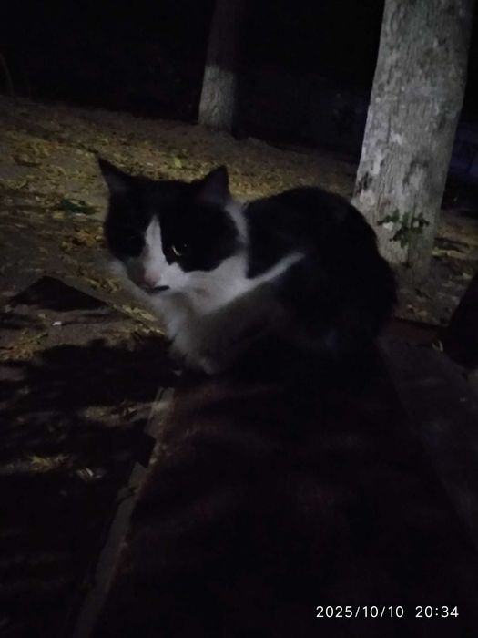 Добрый робкий воспитанный котик