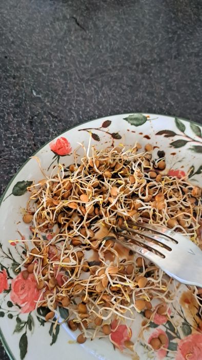 Проиостки ЧЕЧЕВИЦЫ