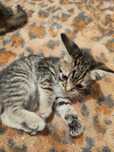 Котёнок 5шт маленький