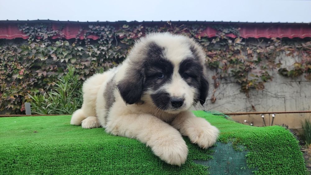 Ciobanesc de bucovina.