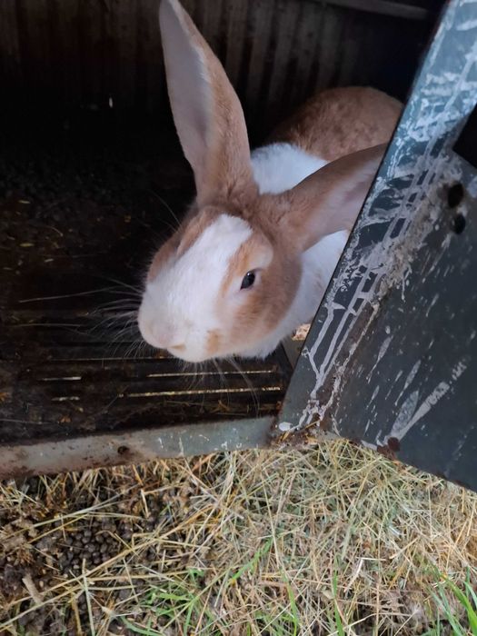 Продавам зайци з