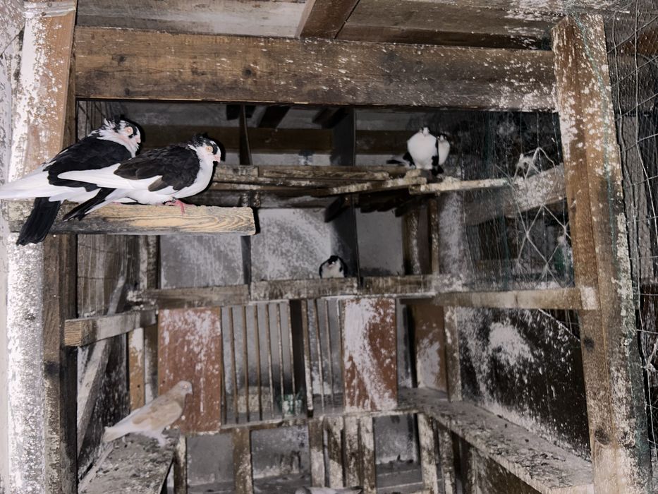 Tobosari germani+takla+breji