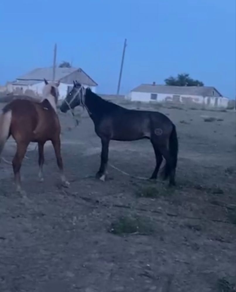 2 жасар кунан сатылымда