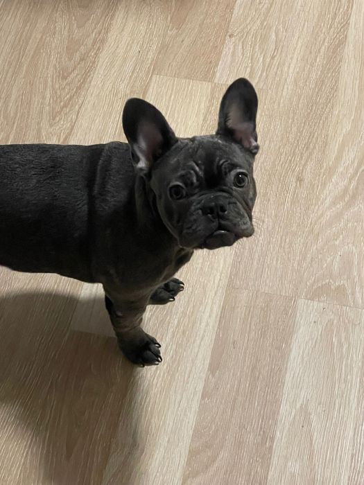 Женски Френски Булдог Син