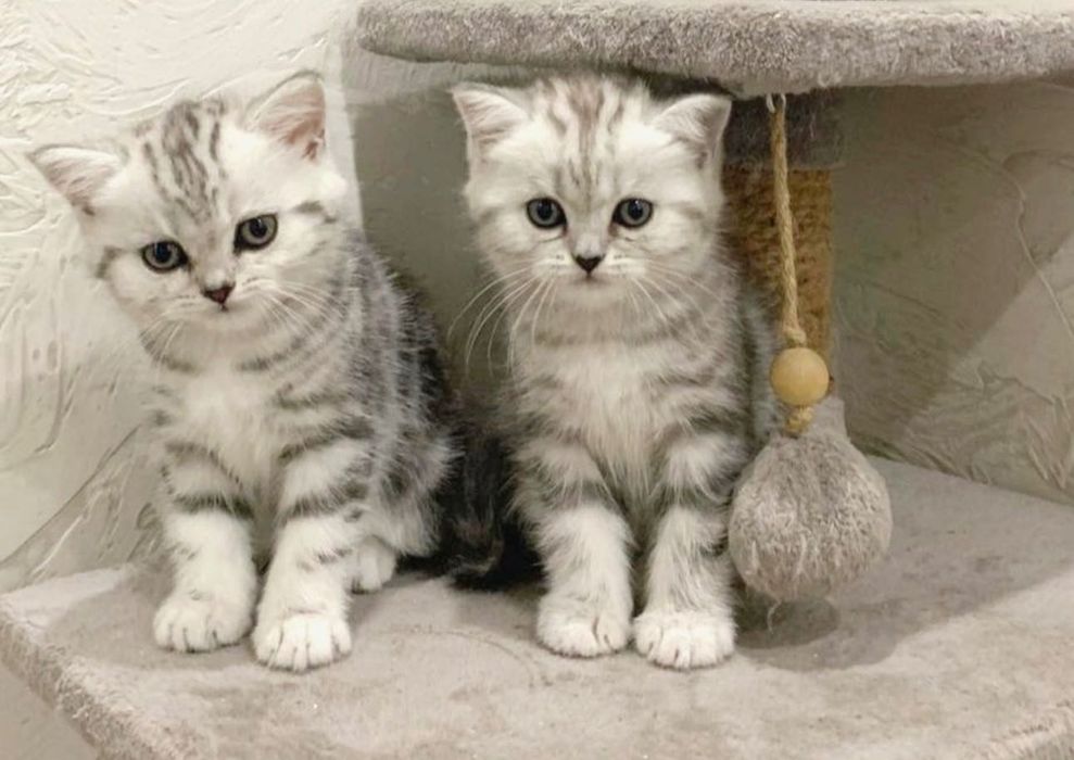 Шотландские котята мрамор на серебре