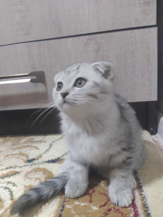 Веслоухий котёнок девочка