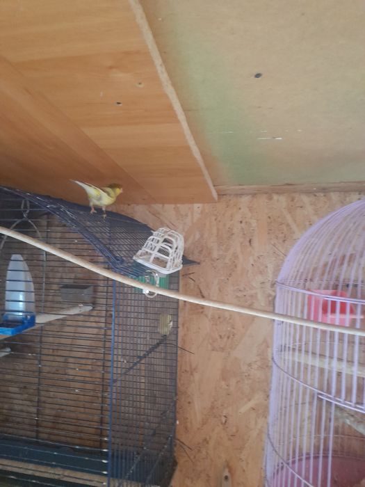 Papagali agapornis și canari timbrado