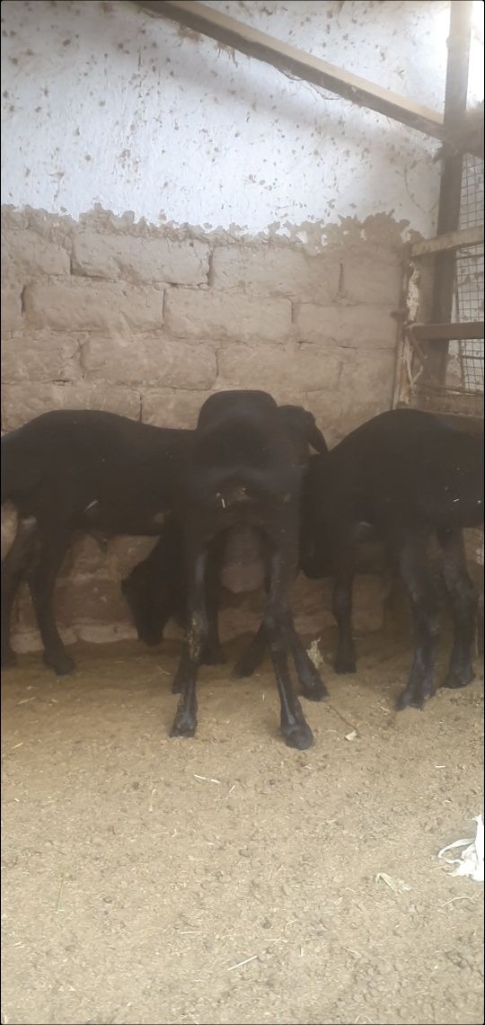 Qirgiz qozi qochqorla uzun narsala soglom