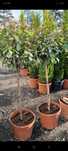 Plante ornamentale