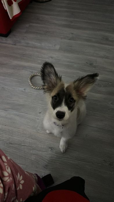 Instructor dersaj canin