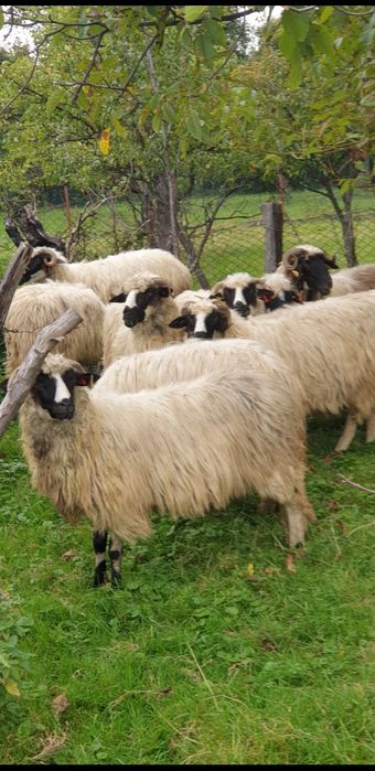 Vand oi breze și un berbec strămior