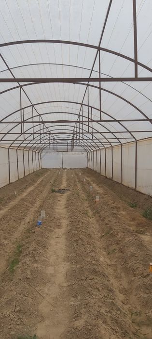 Issiqxona parnik 6/33m