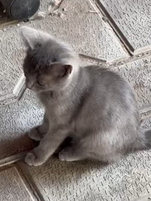 Отдам котенка в добрые руки