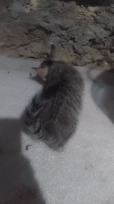 Отдам в хорошие руки кошка маленькая