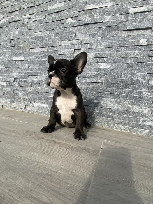 Buldog Francez femelă – 8 săptămâni
