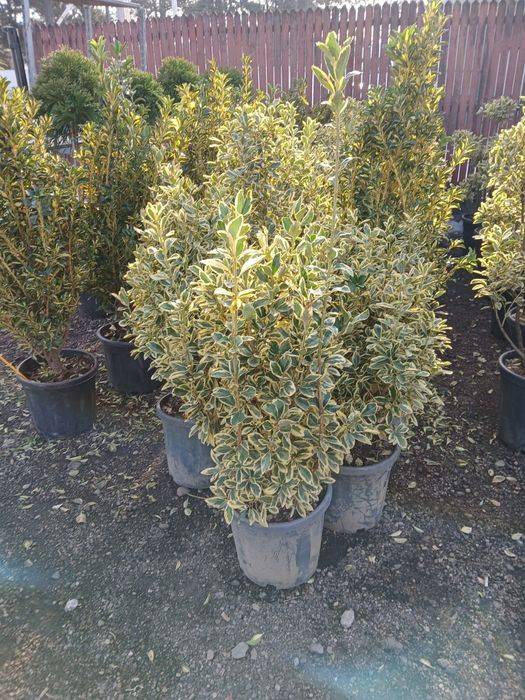 Plante ornamentale