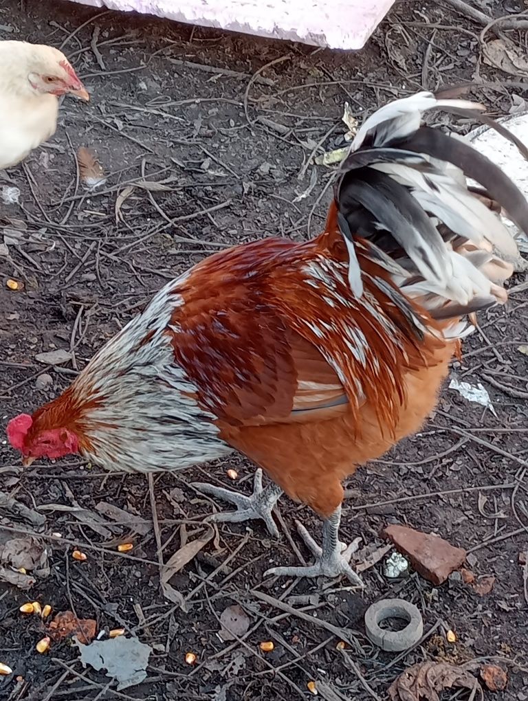 Cocoși Ameraucana cu barbuta