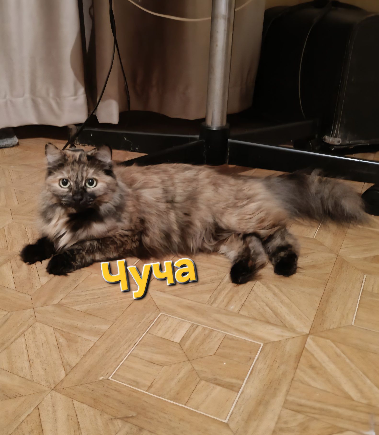 Стерилизованные кошки и коты