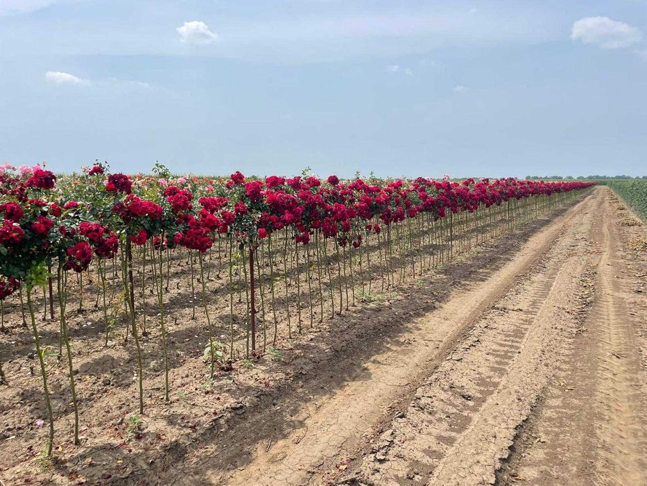 Plante ornamentale, trandafiri și pomi fructiferi – Prețuri accesibile