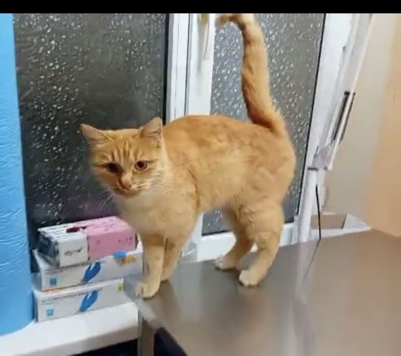 Ласковая кошечка Срочно ищет дом!