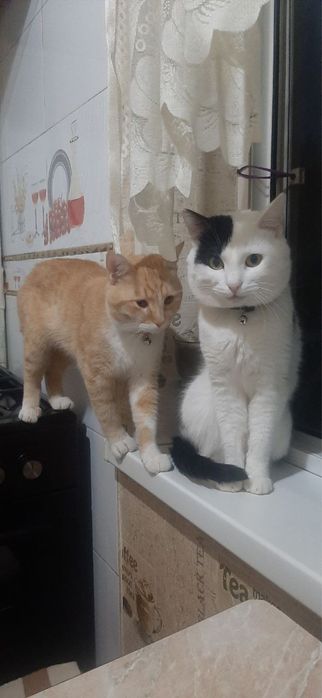 Домашные животные