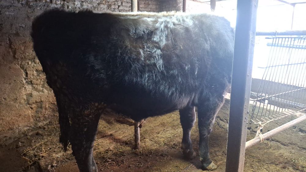 Бука(Бычок)Таза Алатау Бука откормда тур семиз 10айлык