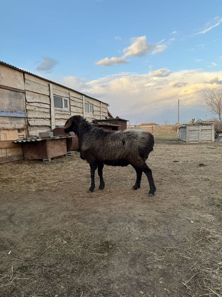 Продам племенного кошкара