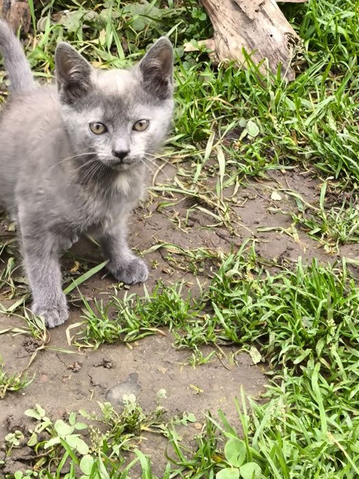 Pisici frumoase donez