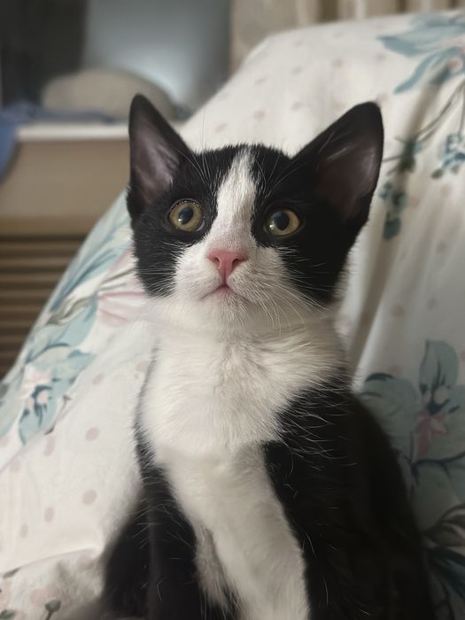 Котенок ищет дом