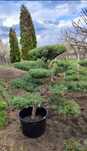 Bonsai de gradina Ienupăr  gri-albastrui (Iuniperus Pfitzeriana glauc