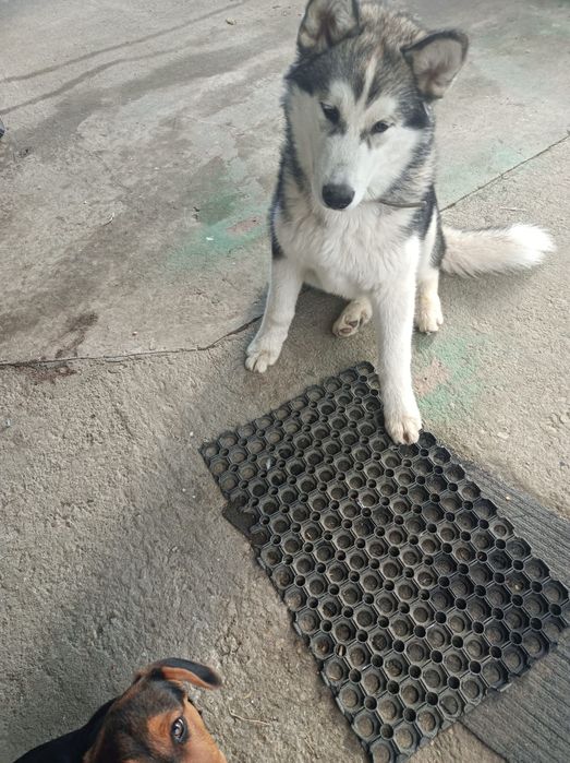 Donez câine Husky Siberian