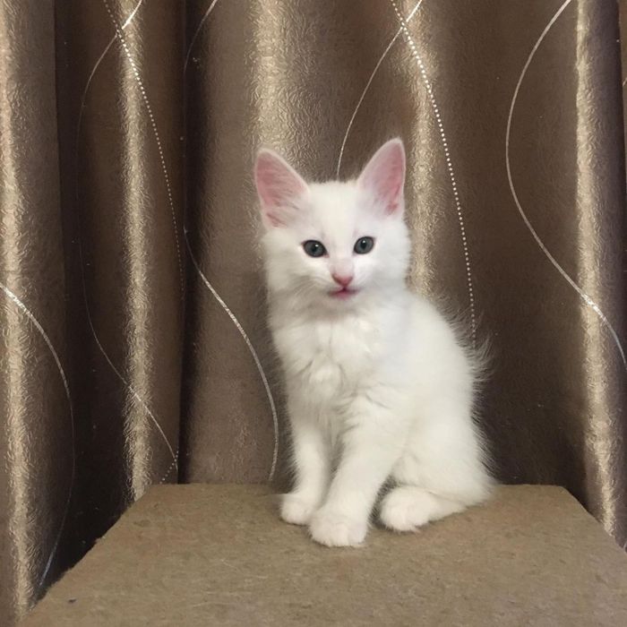 Motanel angora turceasca