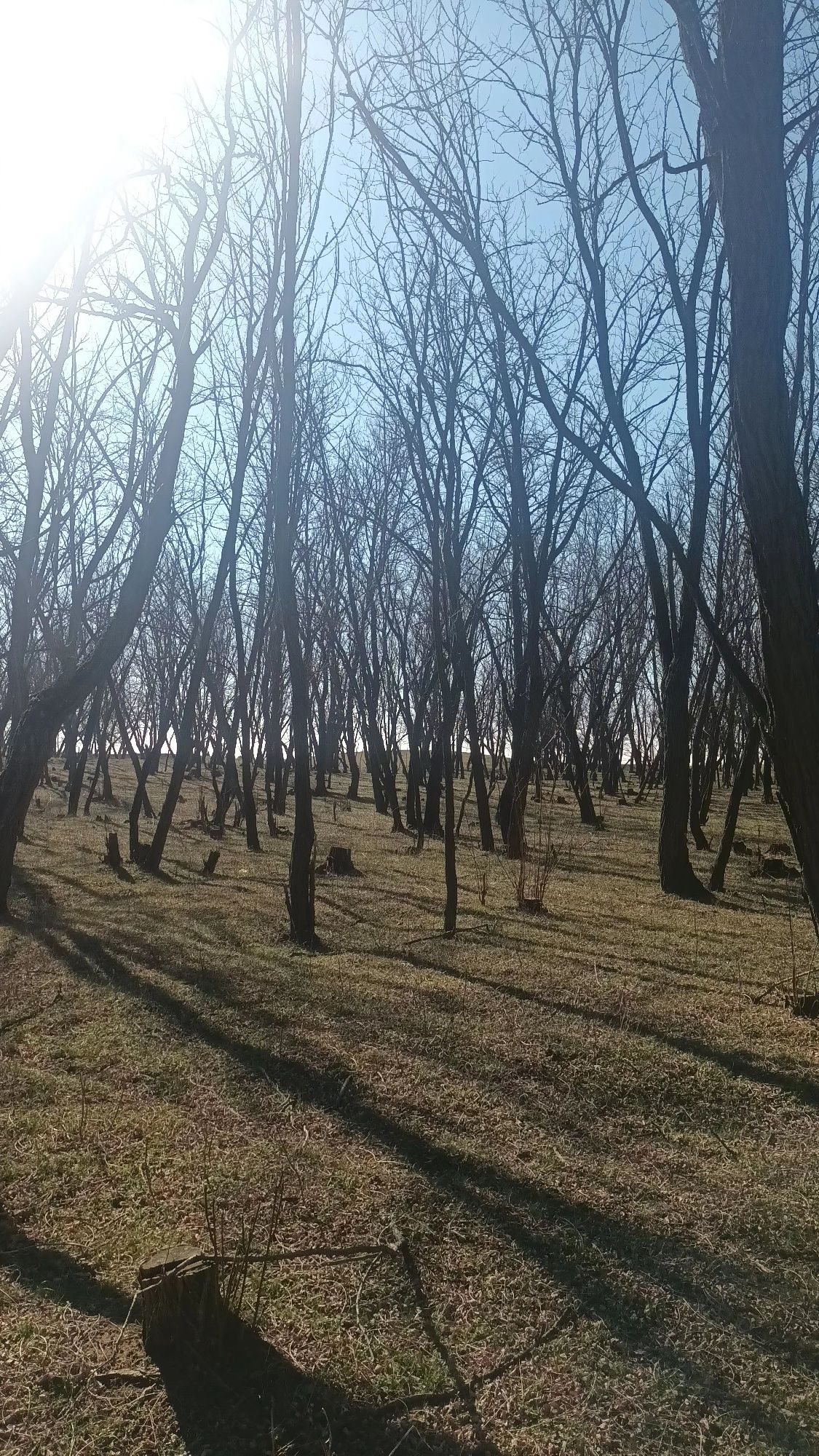 Vând 2 ha pădure de salcâm