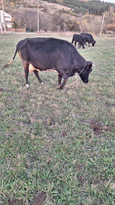 Три броя крави!!!