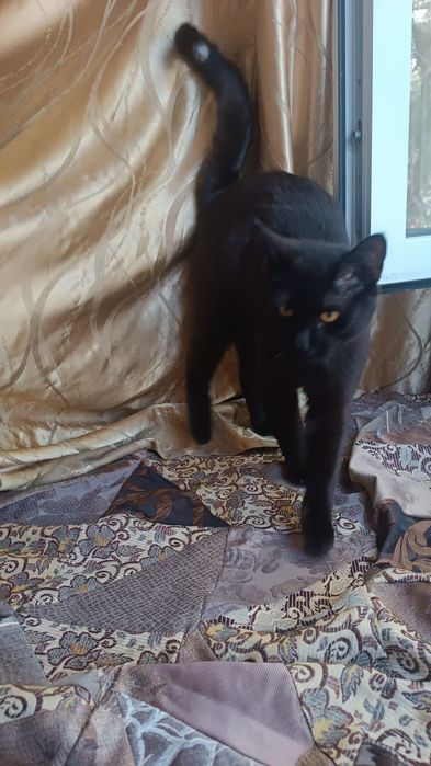 Кастрированный,милый малыш Риччи-9мес.