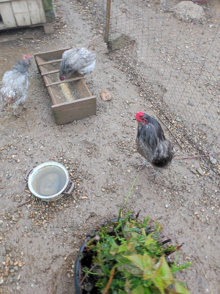 Vând două găini araucana albastru