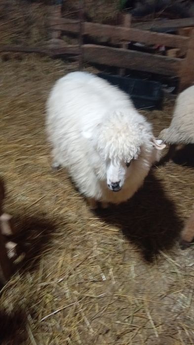 De vânzare mieluta de anul trecut