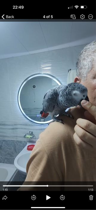 Продаю Жако попугай