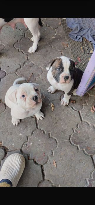 Продаются щенки Американского будьдога