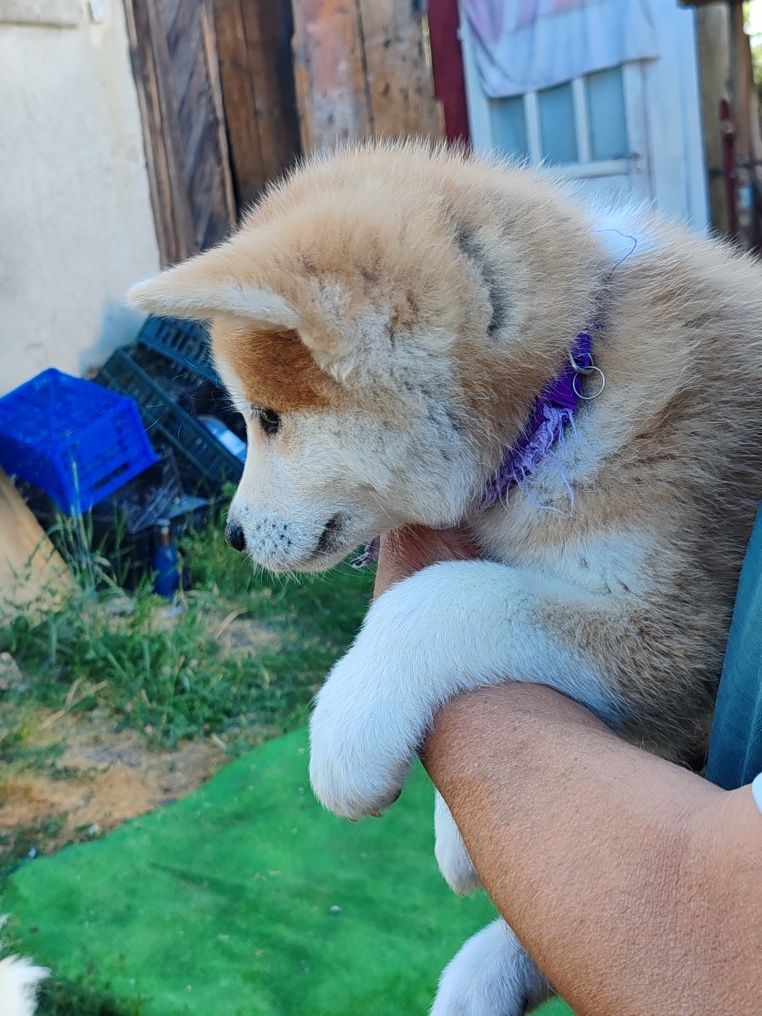 Pui Akita Inu Japonez