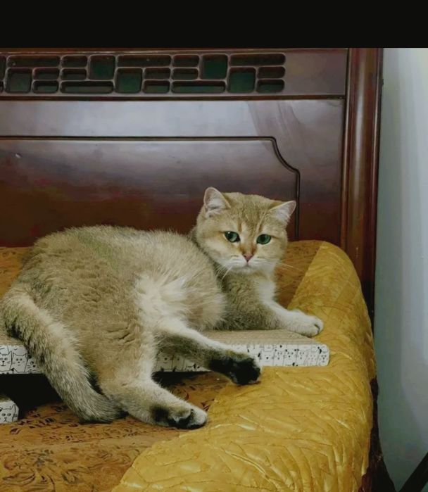 Молли стерелизованая ,привитая