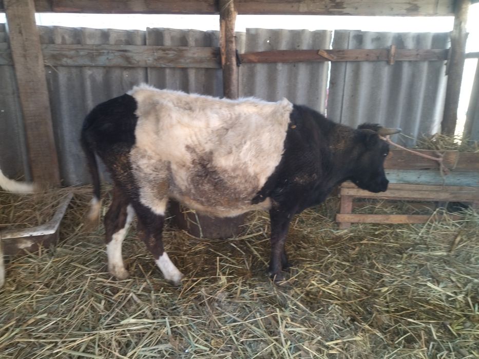 Сиыр бузауымен 650