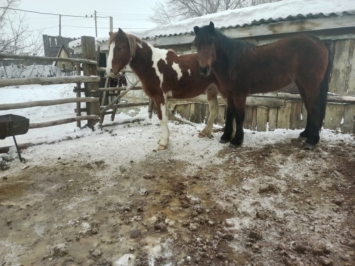 Продам двух лошадей кунаны 3-х летки