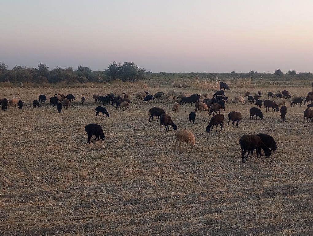 Ona bola quyla sotiladi